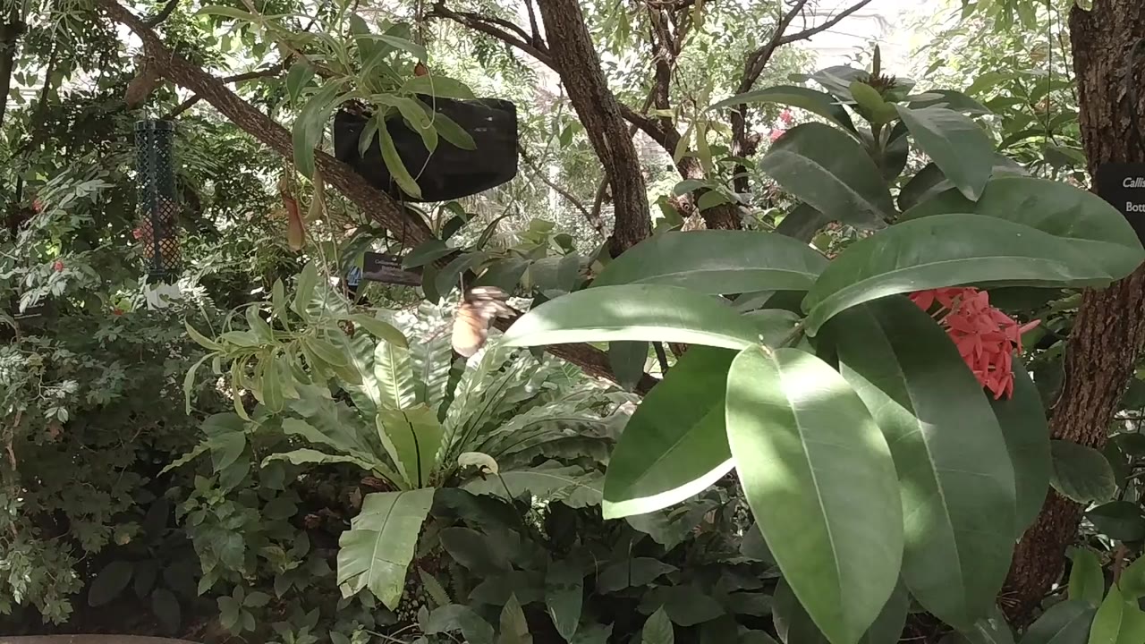 Butterfly among broad green leaves and hanging plants