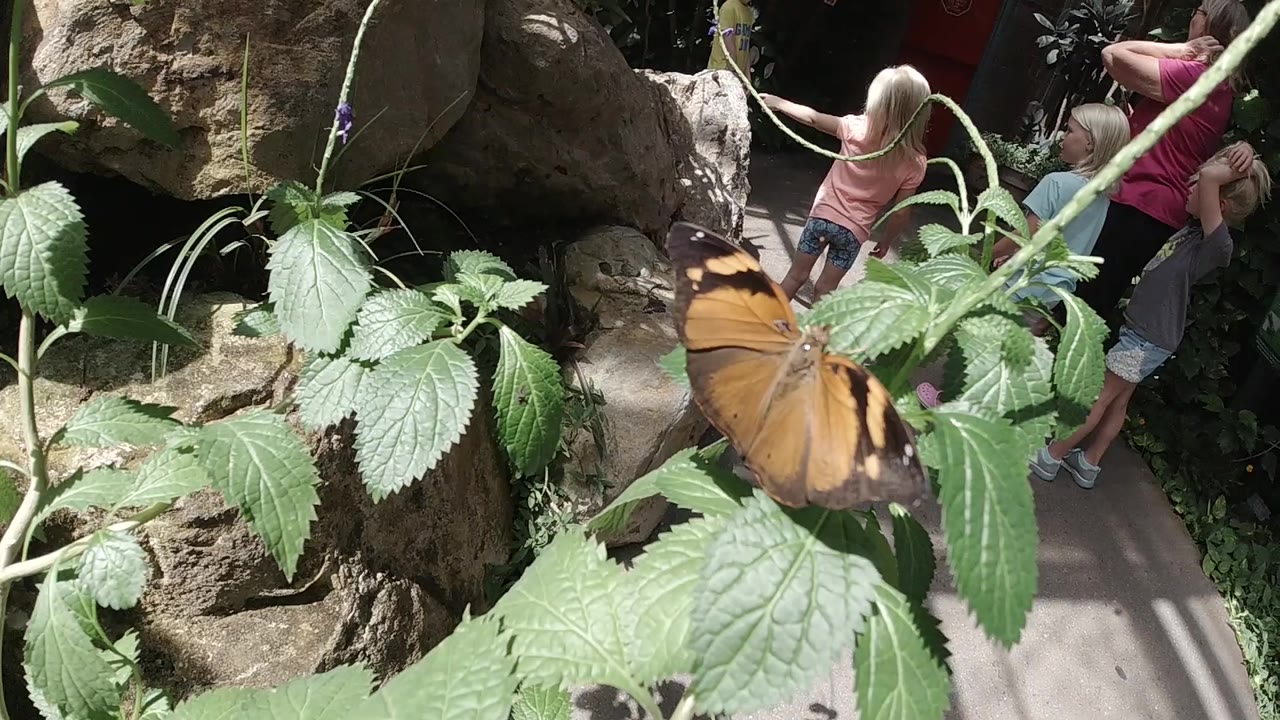 Orange butterfly rests partly side-on on green leaves in Colorado United States, with rough rock at left and visitors visible on the walkway behind it.