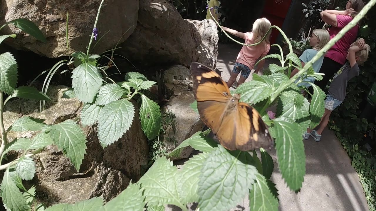 Orange butterfly near center on green leaves with rock and people behind.