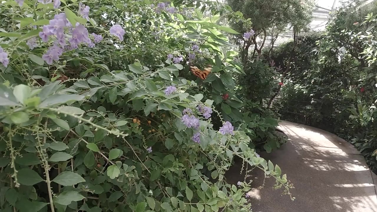 Ground-level view of dense green foliage with clusters of small purple flowers in a Colorado butterfly sanctuary garden; gray paved path visible in background; no visible people.