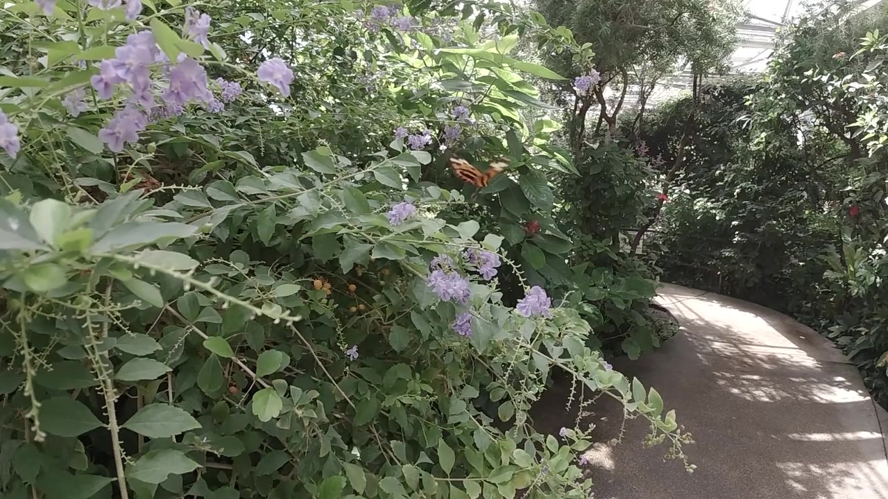 Ground-level garden composition in Colorado butterfly sanctuary showing dense green foliage and small purple flower clusters; gray path visible in upper background; no visible people.
