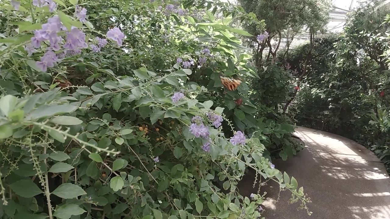 Low-angle view of a Colorado butterfly sanctuary garden bed dense with green foliage and small purple flowers; gray walkway in background; no visible people.
