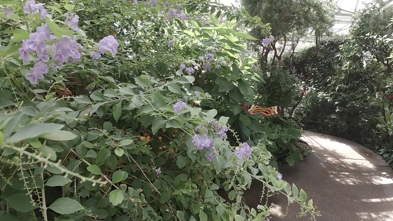 Dense purple-flowered plants in garden bed with gray path behind