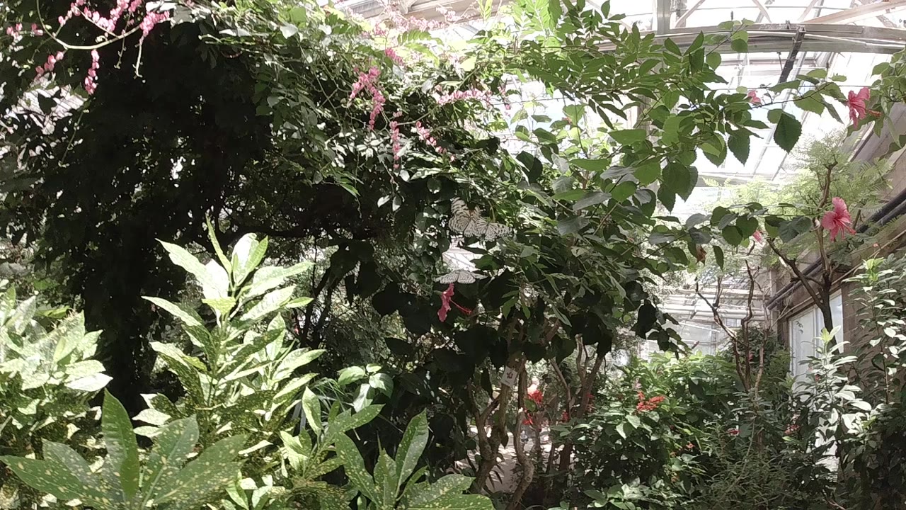 Dense greenhouse foliage with pink hanging flowers