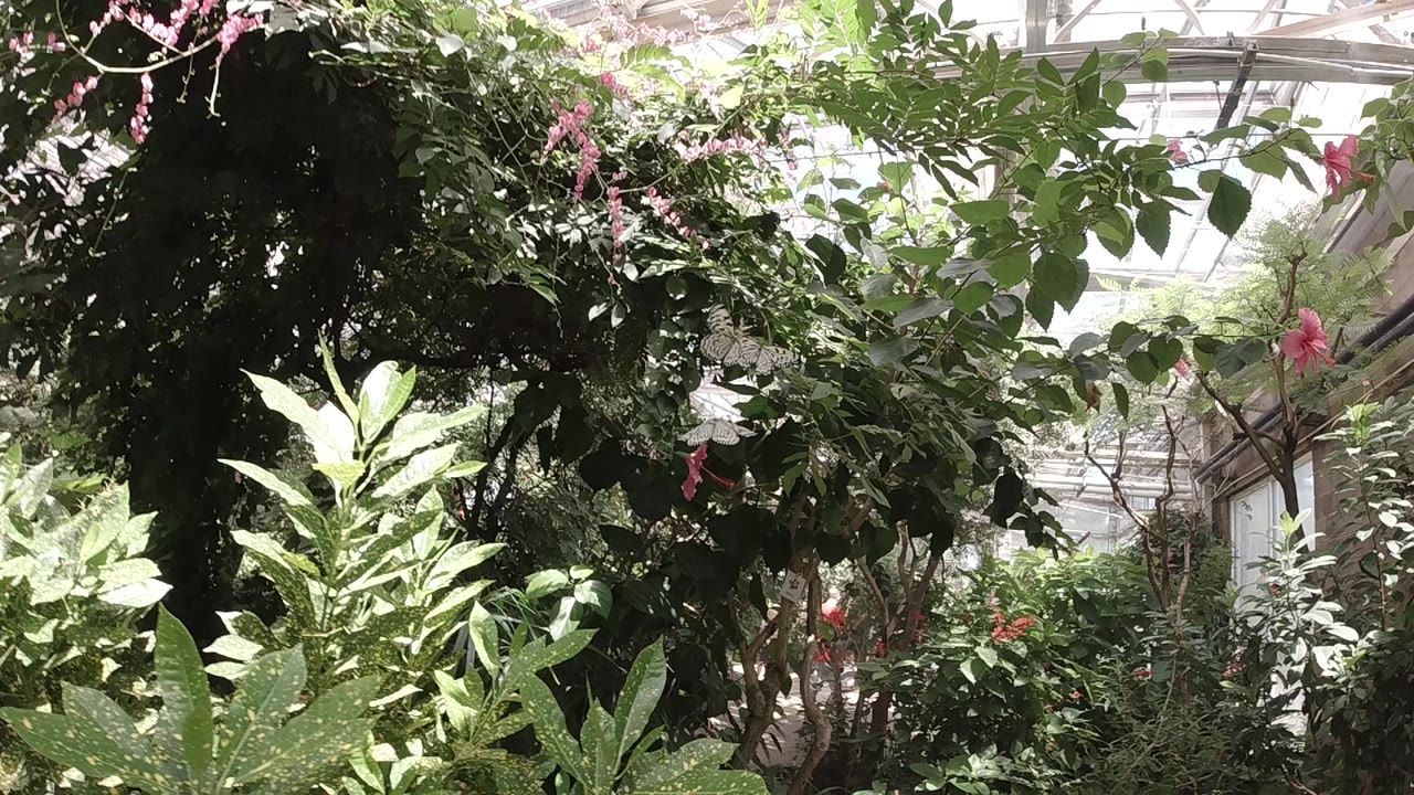 Layered green leaves and branches sit beneath the bright greenhouse ceiling in the Colorado butterfly sanctuary, with no visible people.