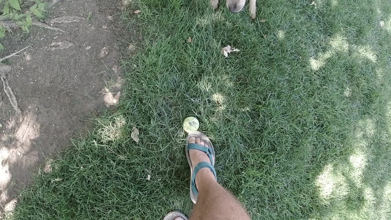 Overhead Colorado frame of a sandal-clad foot near a pale tennis ball on green grass beside a dirt path, with part of a dog just entering at the top edge.