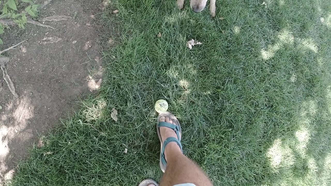 A downward Colorado shot shows a bare lower leg and sandal approaching the tennis ball on grass, with the tan dog's front legs cropped at the top.
