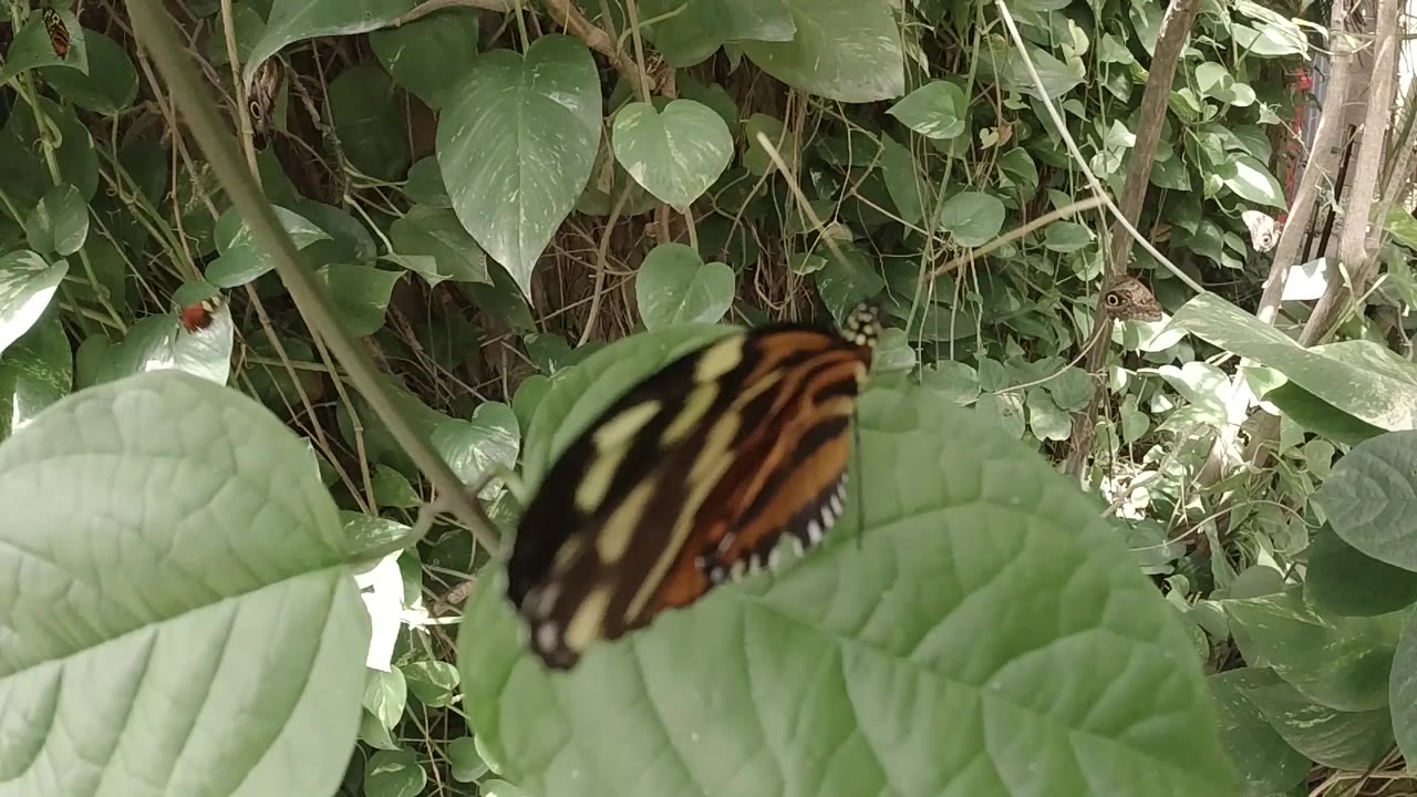 A striped butterfly rests near the upper edge of a broad green leaf in Colorado foliage, with no visible people.