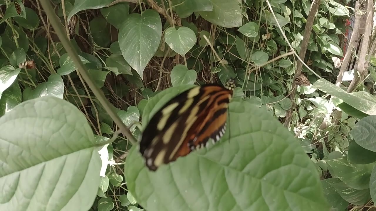 Close view of a striped butterfly on a leaf in greenery.