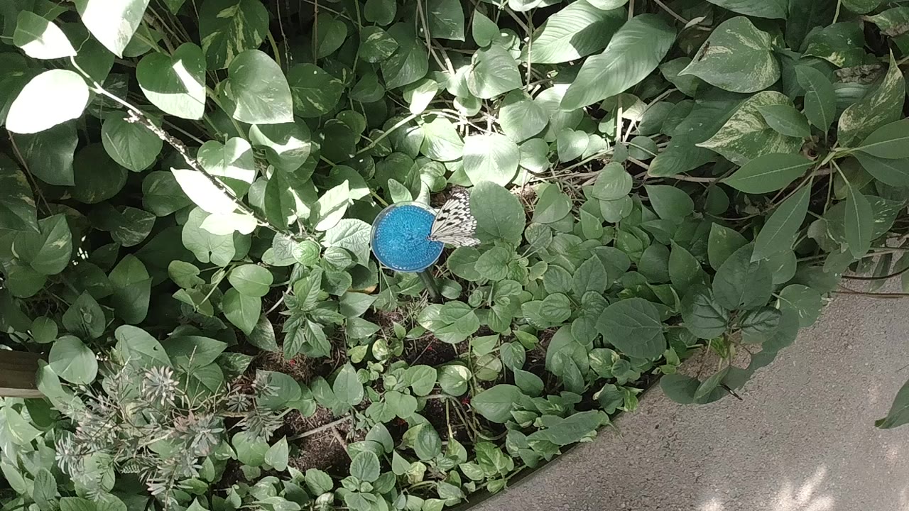 A pale butterfly with dark markings sits beside a blue round feeder in dense Colorado foliage, with sunlit leaves and no visible people.