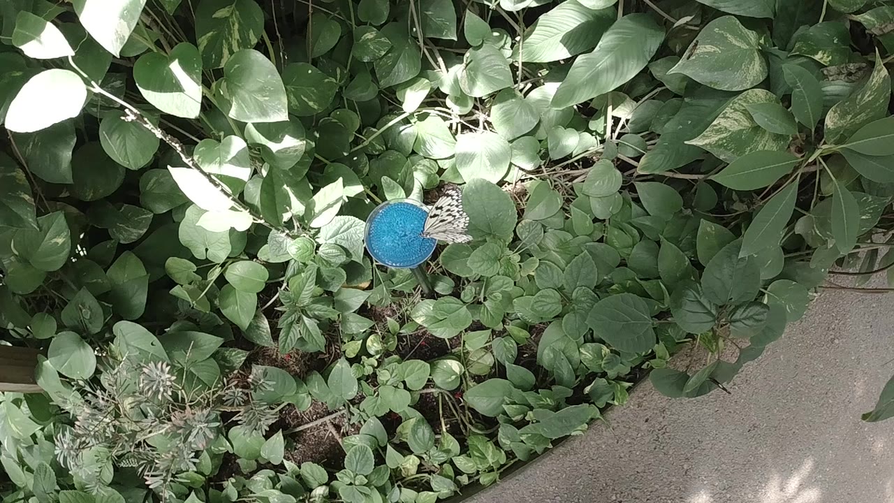 The butterfly stays close to the blue feeder while broad green leaves fill the Colorado frame and no people are visible.