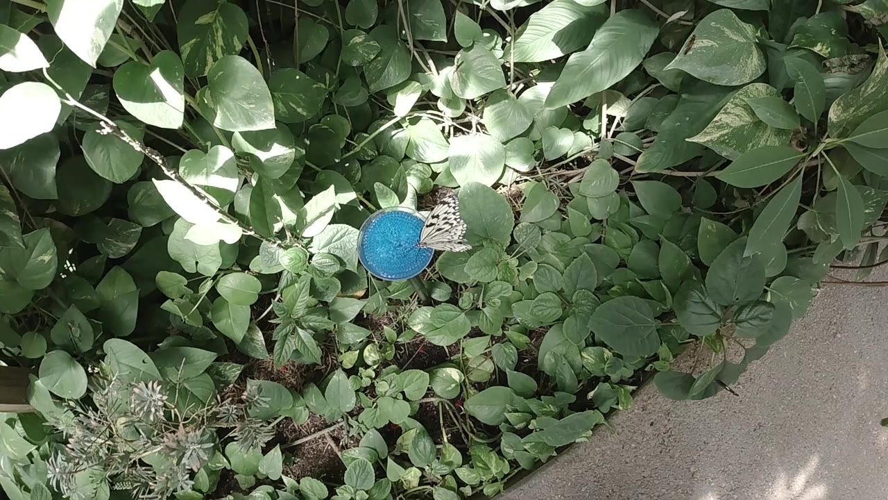 Butterfly perched at the edge of a blue feeder.