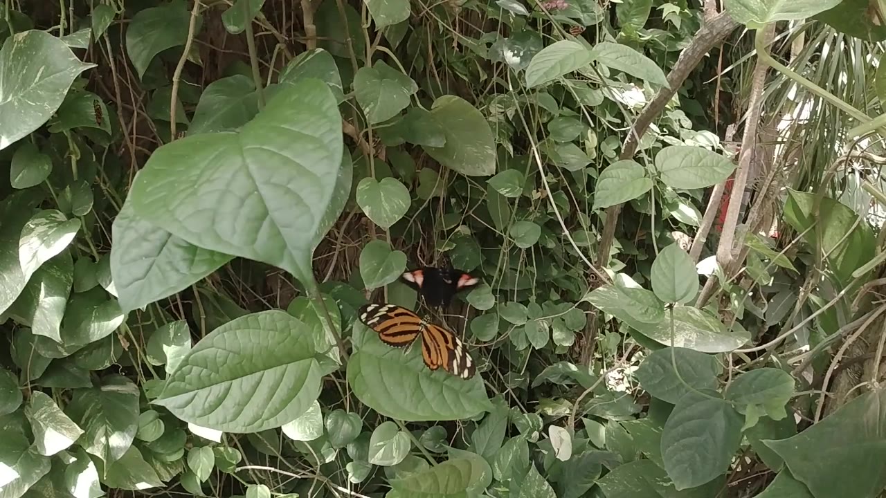 Two butterflies sit among dense green leaves in Colorado, with an orange-and-black butterfly low in frame and a darker butterfly above it, no visible people.