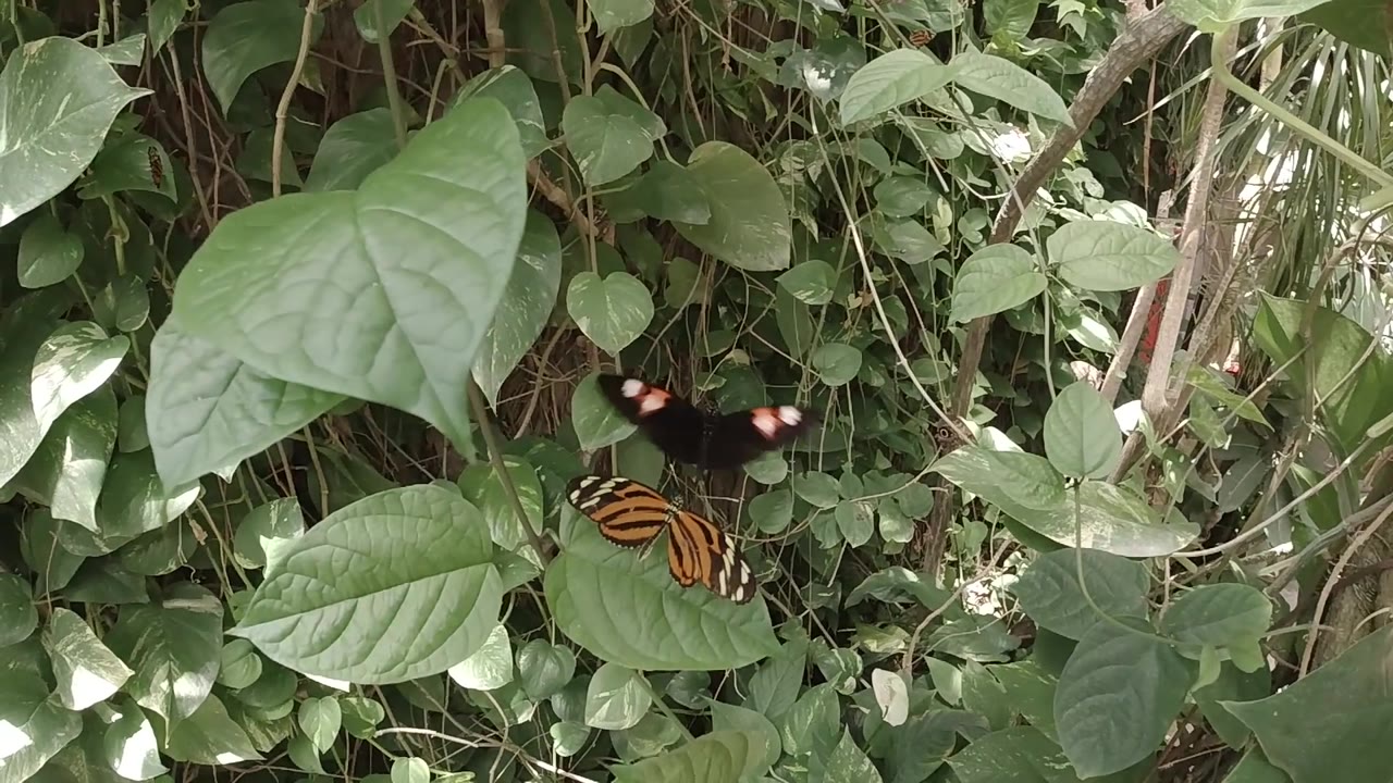 Dark butterfly above orange butterfly on leaves