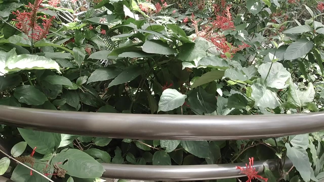 Opening frame inside a Colorado butterfly dome shows broad green leaves and red flower spikes behind a dark curved foreground rail, with no visible people.