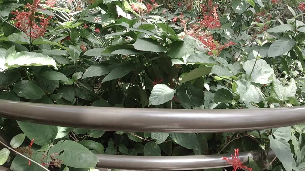 A close view of the Colorado dome planting shows glossy leaves and small red flower clusters partly obscured by a dark rail, with no visible people.