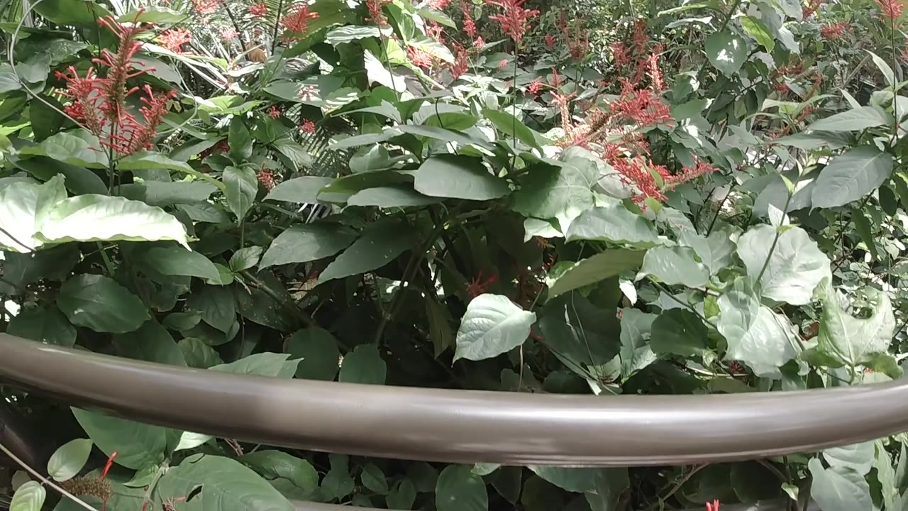 Curved rail crossing dense leaves and red flowering plants