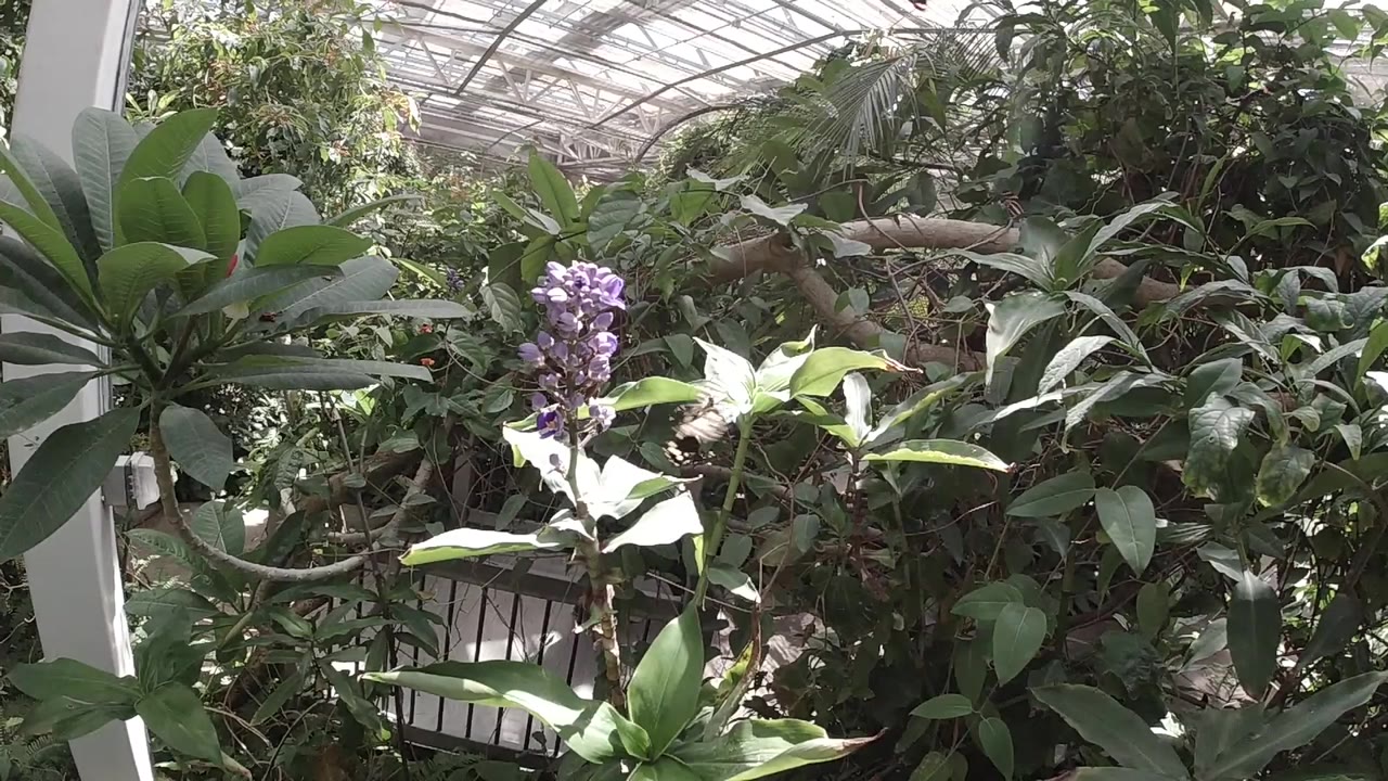 Opening frame of a Colorado garden close-up showing dense green broad-leafed plants under diffuse natural daylight; pale white element at upper frame edge suggests butterfly or bright background foliage; no people present