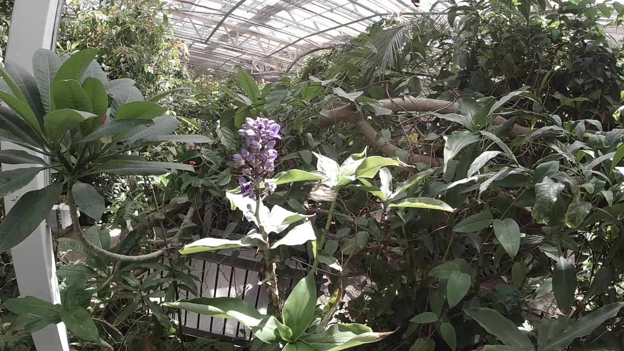 Colorado garden close-up with dense green foliage filling the lower frame and a pale white element in the upper area; no people visible; butterfly not yet clearly resolved from compressed thumbnail