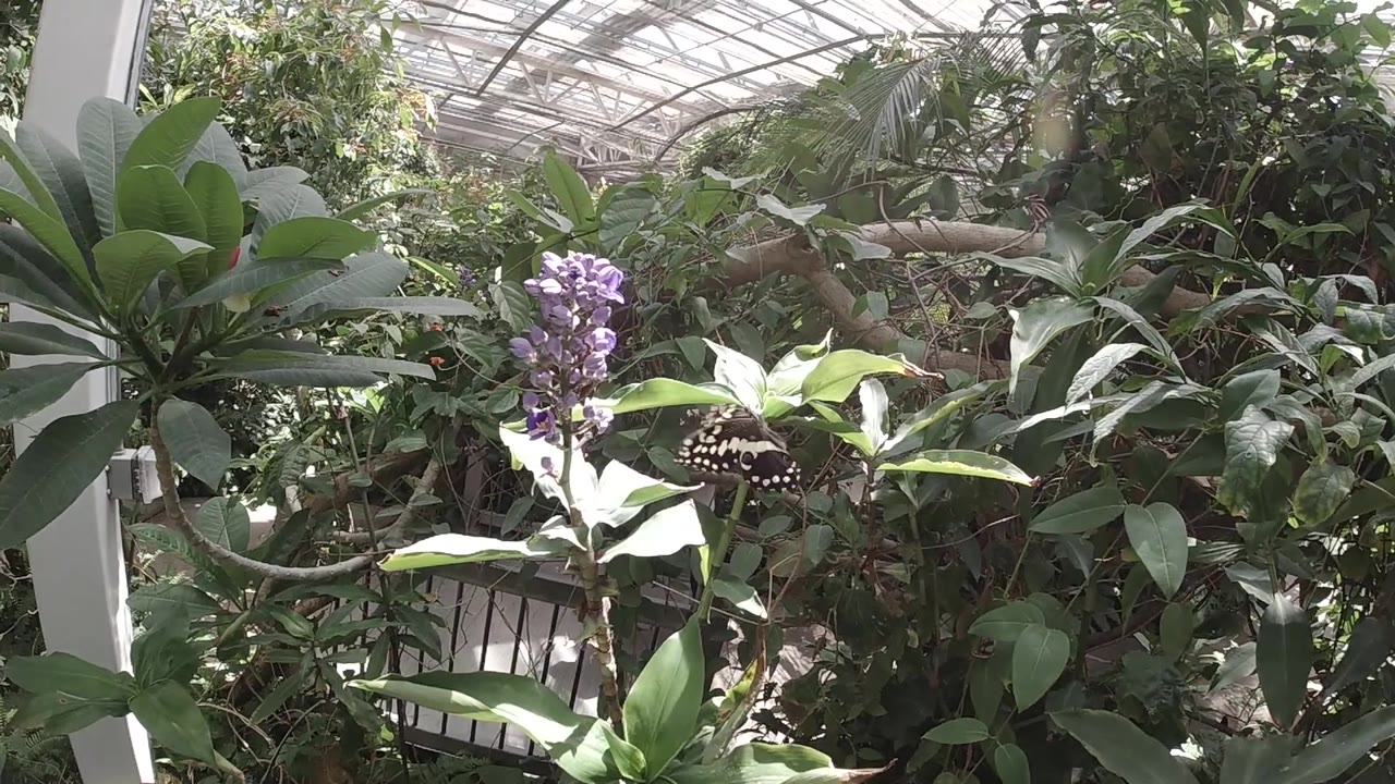 Colorado garden close-up with large green leaves and a pale white shape in the upper portion suggesting butterfly or background plant material; no people visible