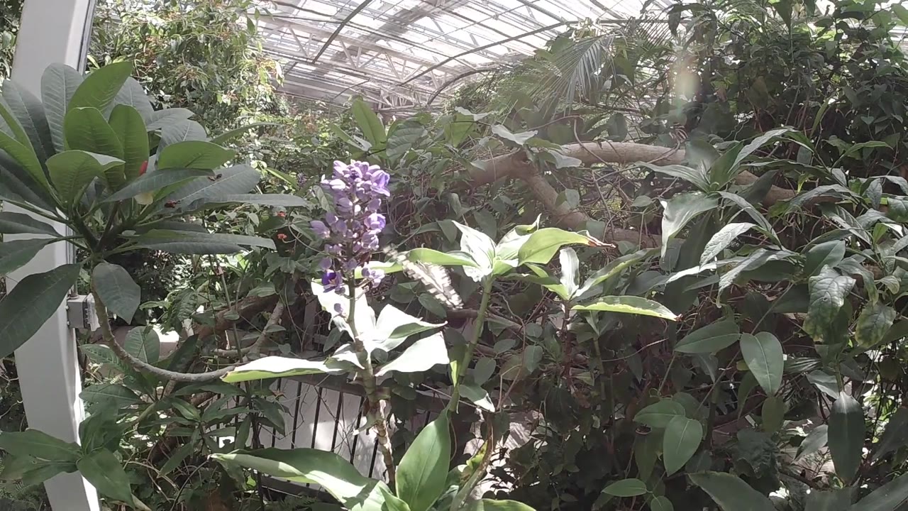 Garden foliage with white butterfly shape becoming more visible against green leaves