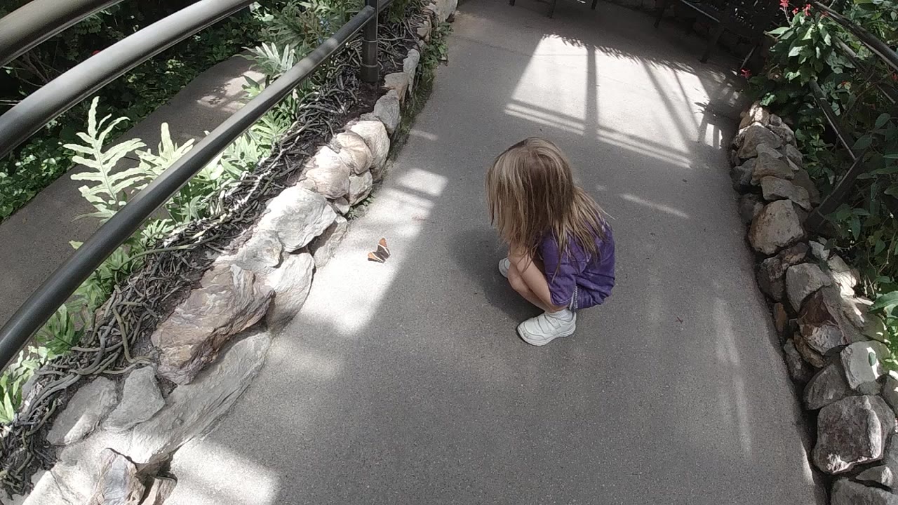 In Denver, a blonde young girl in a purple shirt crouches on a shaded concrete path near a small butterfly beside a rock-edged planting bed.