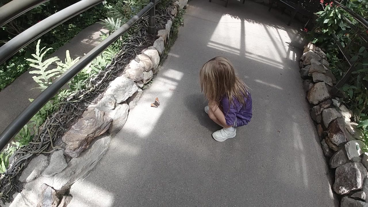 The young girl remains crouched on the Denver garden path as the butterfly sits ahead of her near the diagonal line of stones and plants.