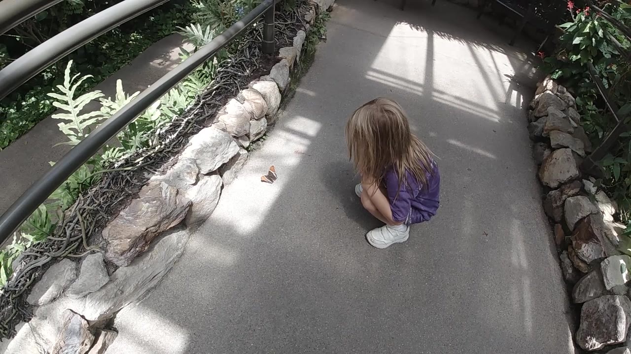 Overhead view of a girl facing a butterfly on a garden walkway.