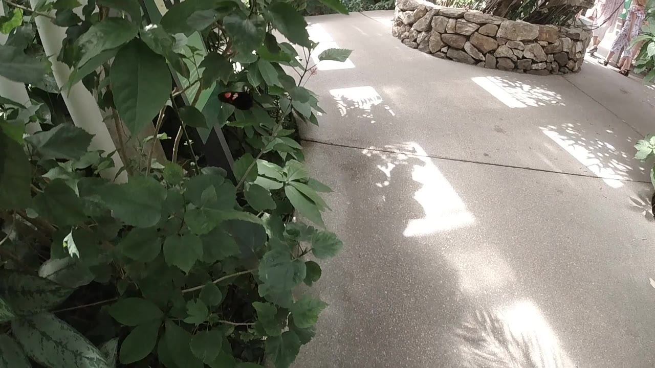 Leafy indoor exhibit beside a sunlit walkway