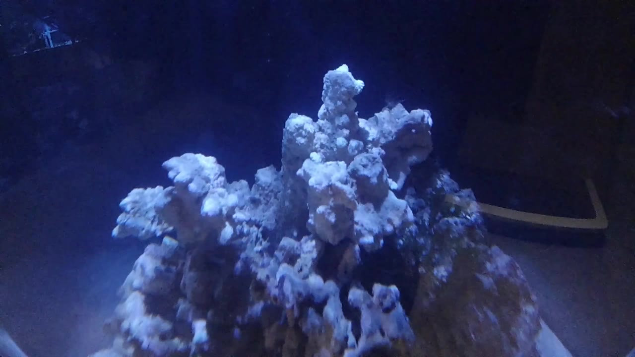 Branching white coral formation centered against deep blue aquarium water, viewed from a low side-bottom angle; dark rock or tank structure at lower left, no people visible.