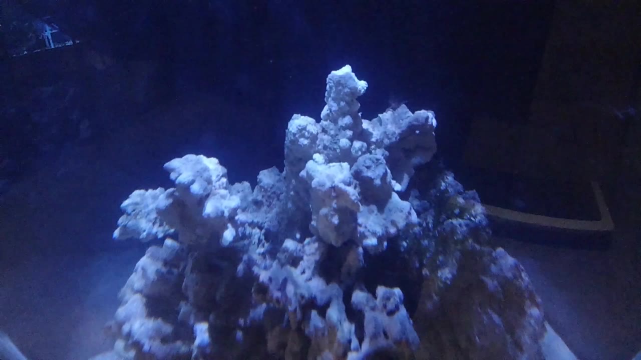 White branching coral in deep blue aquarium water, low upward angle, dark structure at lower left.