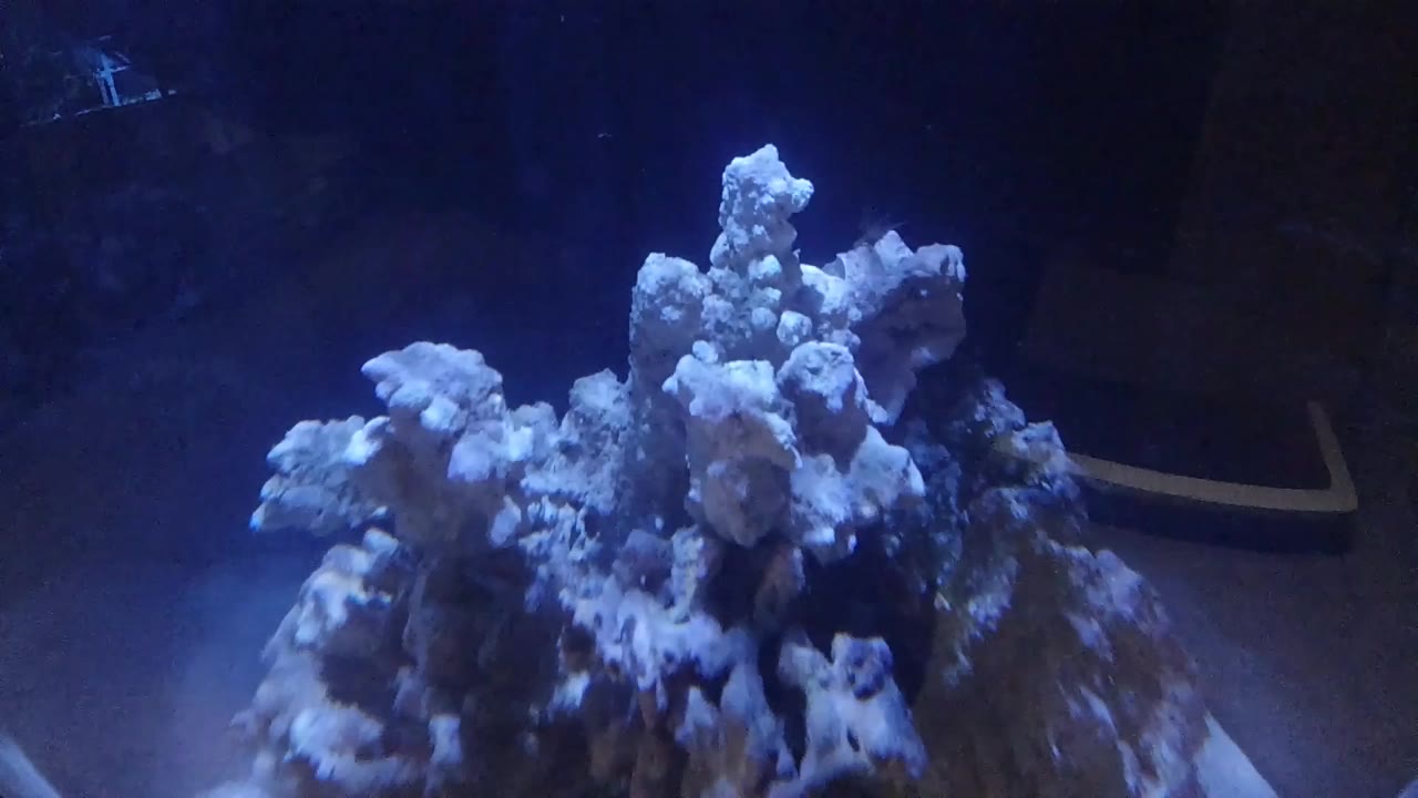 Branching white coral formation in a deep blue aquarium, viewed from a low upward angle; dark rock or tank structure at lower left, no people visible.