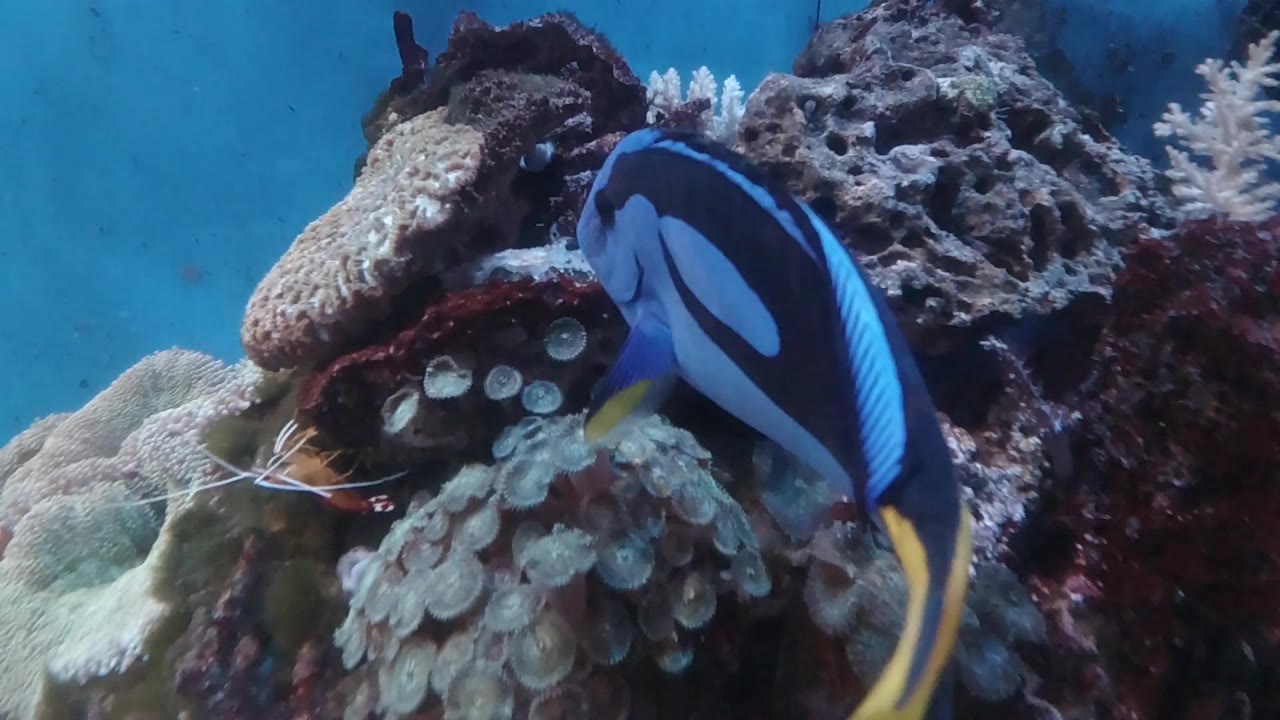 Blue tang beside coral and rock underwater