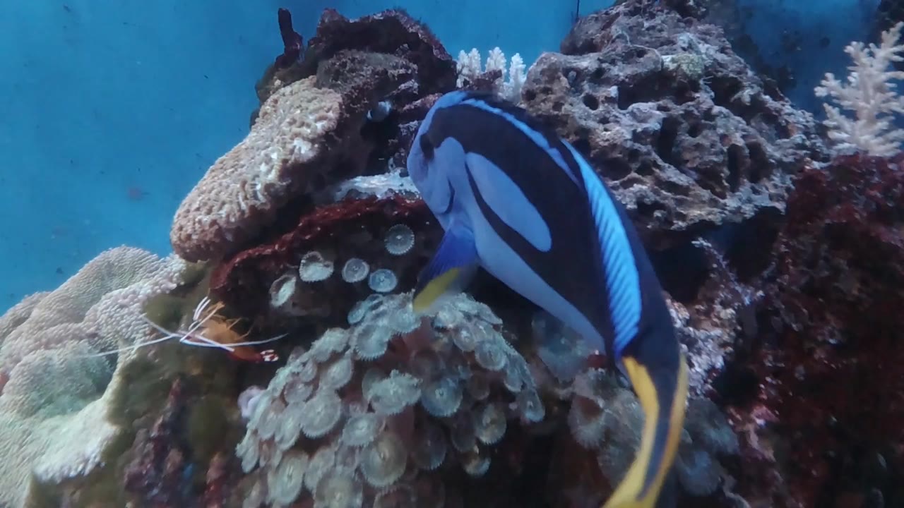 The blue tang angles its head toward a crevice in the coral and rock while blue water fills the background, with no visible people.