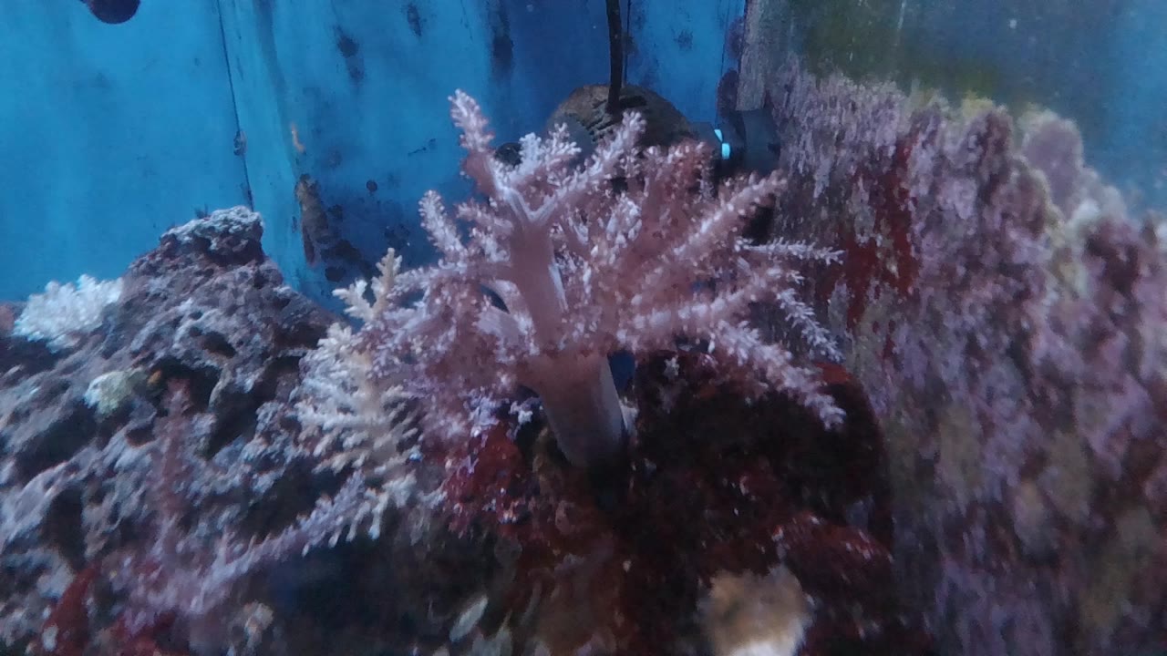 Opening frame shows pale pink branching coral centered on dark aquarium rock with blue tank glass behind it and no visible people.