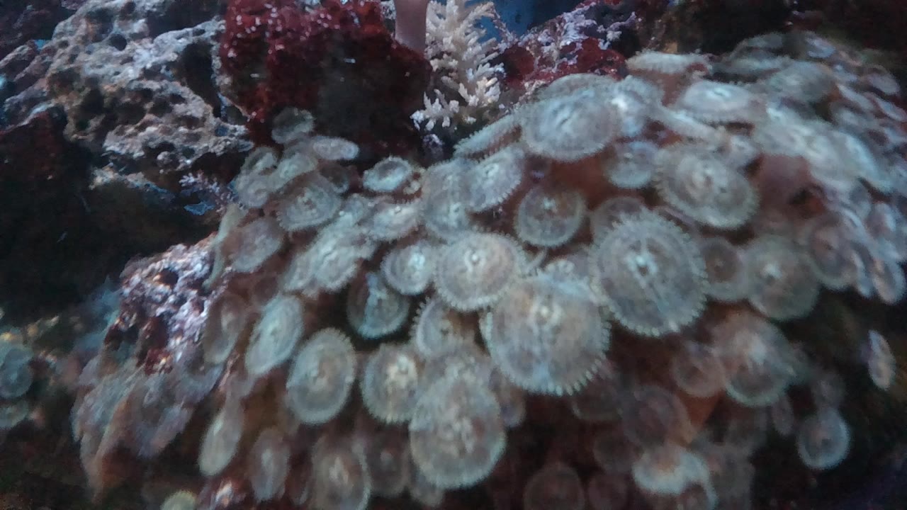 Opening frame of pale rounded sea anemones packed across a dark underwater rock surface with red coral growth above and no visible people.