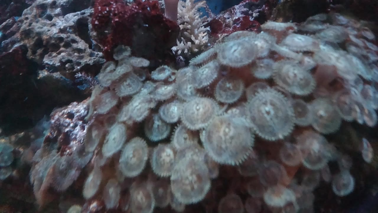 A close frame shows overlapping pale anemone discs spread across the reef, with rough rock and red marine growth at the top and no visible people.