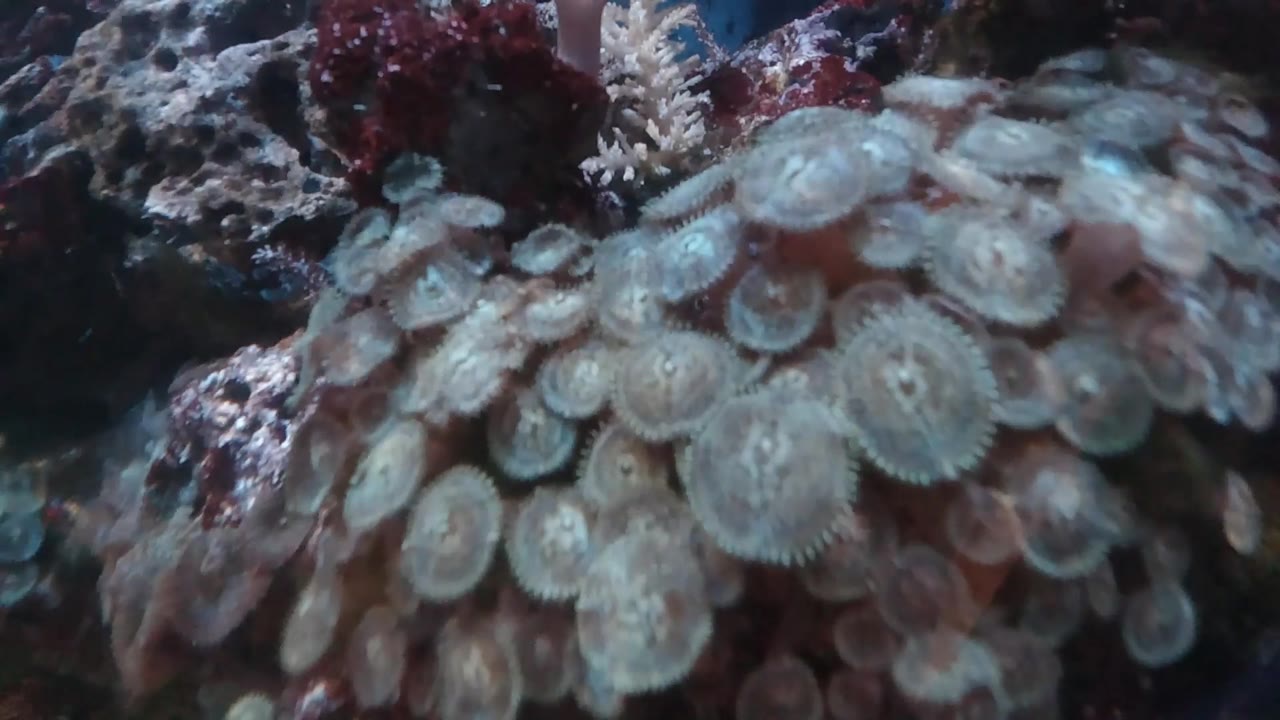 The anemone mass remains centered, with pale blue-gray tentacle forms against darker coral rock and a red patch near the upper edge, with no visible people.