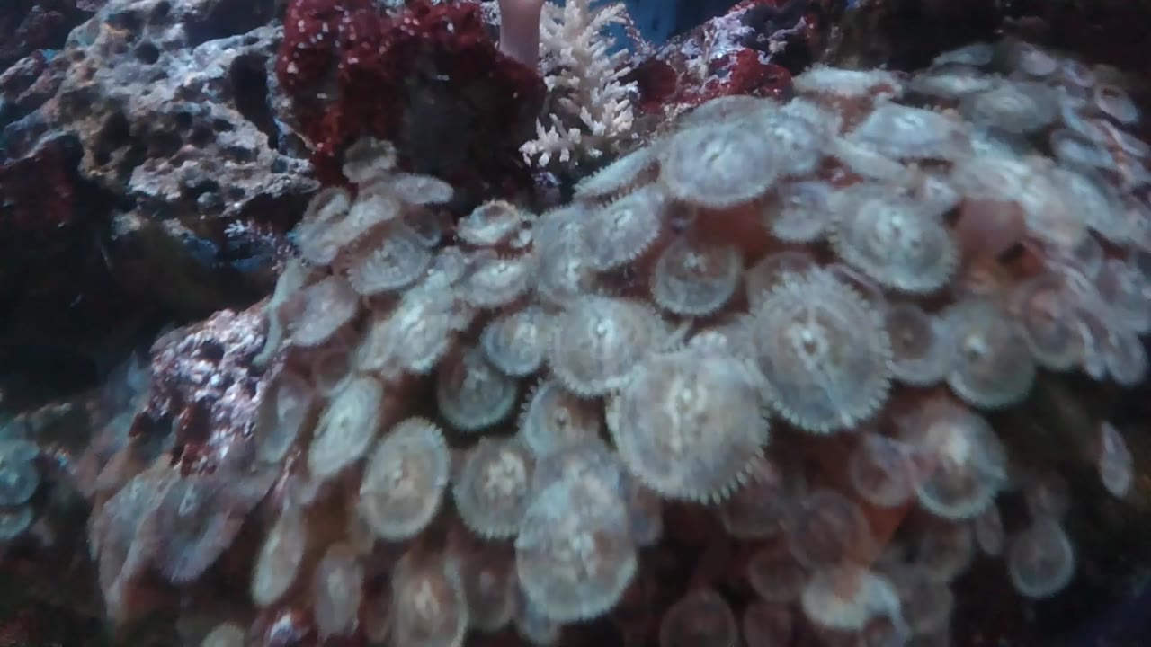 Pale marine forms covering rock underwater