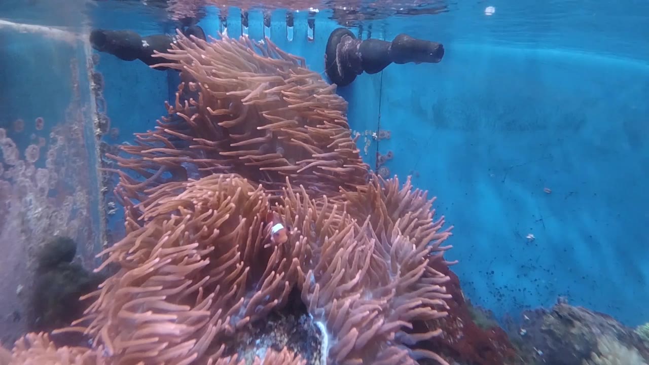 The anemone mass sits slightly left of center as pink-brown tentacles reach upward in the blue fish tank, with no visible people.
