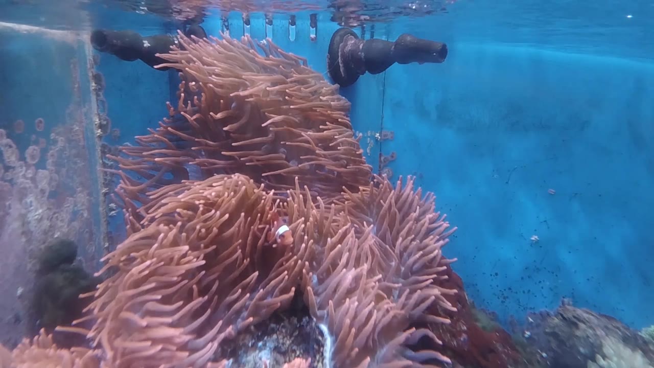 A dense cluster of anemone tentacles rises below a dark nozzle or pipe, with blue water behind it and no visible people.