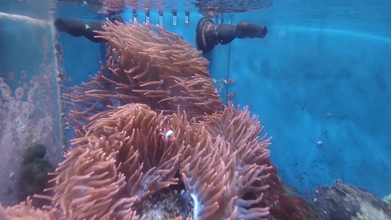 Anemone leaning across aquarium glass