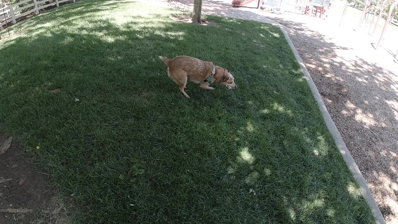 A tan dog sniffs the shaded lawn in a Colorado yard, with a gravel path and pale curb on the right and no visible people.