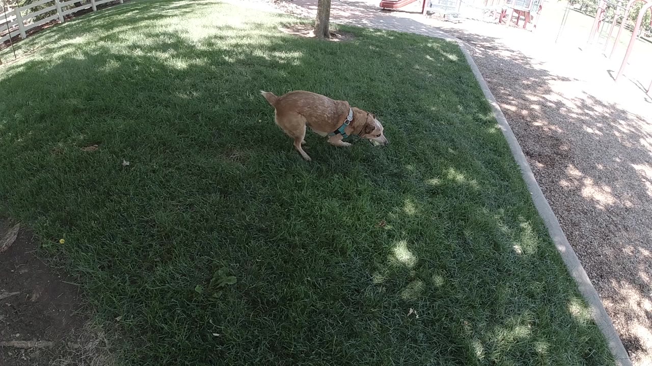 The tan dog continues sniffing across the green grass, positioned near the upper middle of the frame with bright path light at right and no visible people.