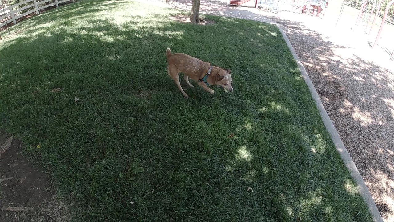 Dog turns along the lawn beside the path.