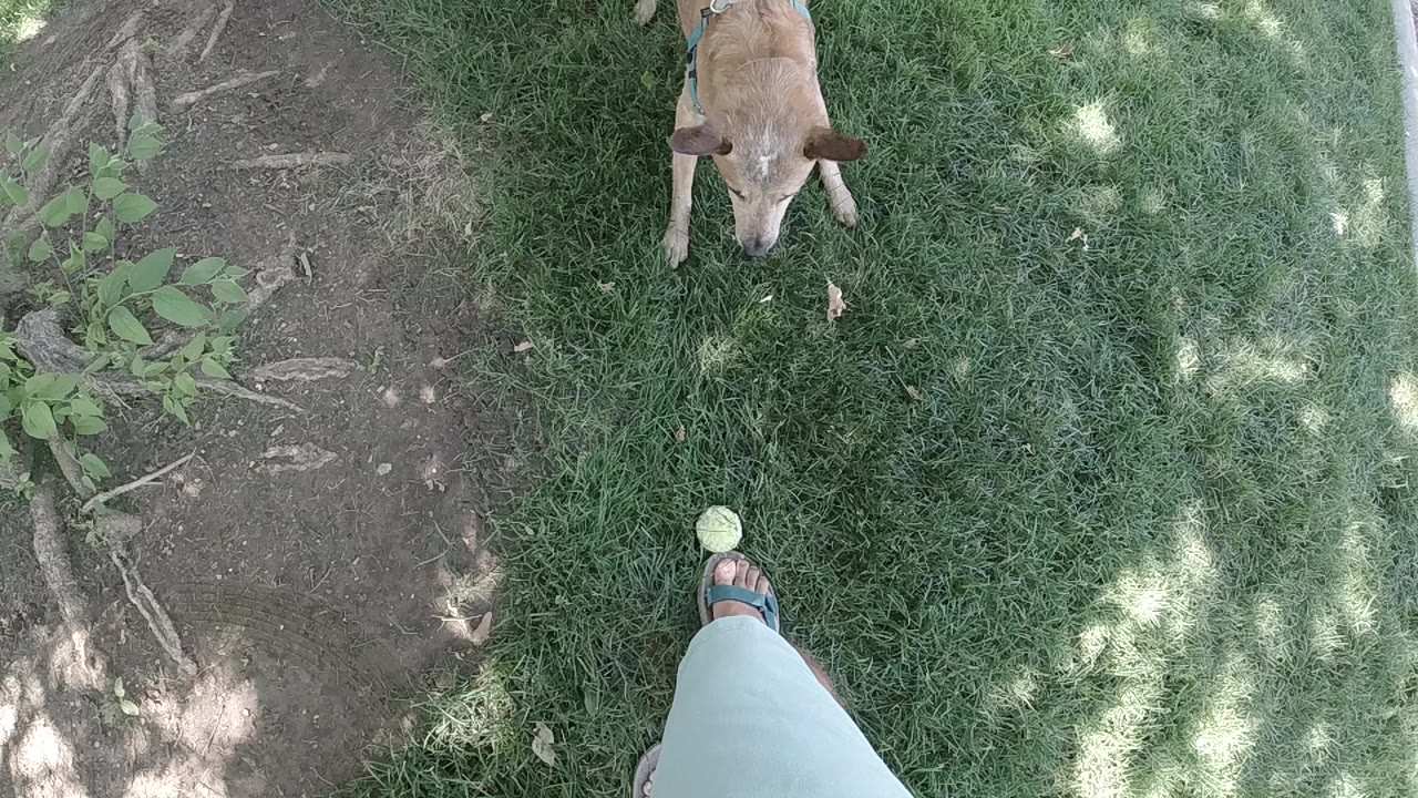 Tan dog on grass facing a tennis ball near a sandal-clad foot.