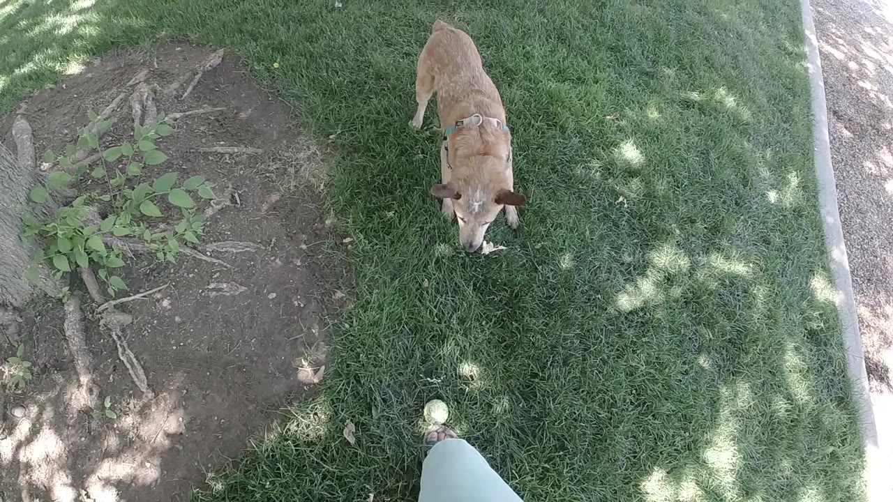 Tan dog approaches a tennis ball on shaded grass.