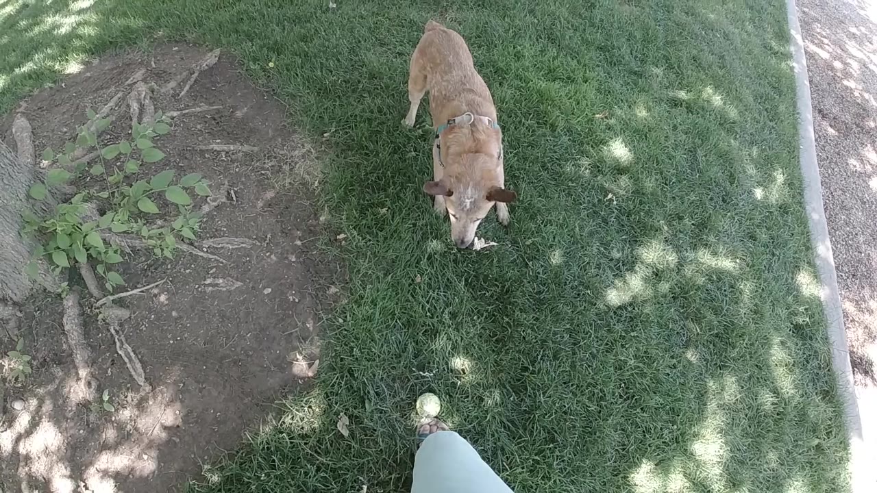 Tan harnessed dog remains near the tennis ball on dappled grass in Colorado, with the dirt bed on the left and a curb on the right, no visible people.