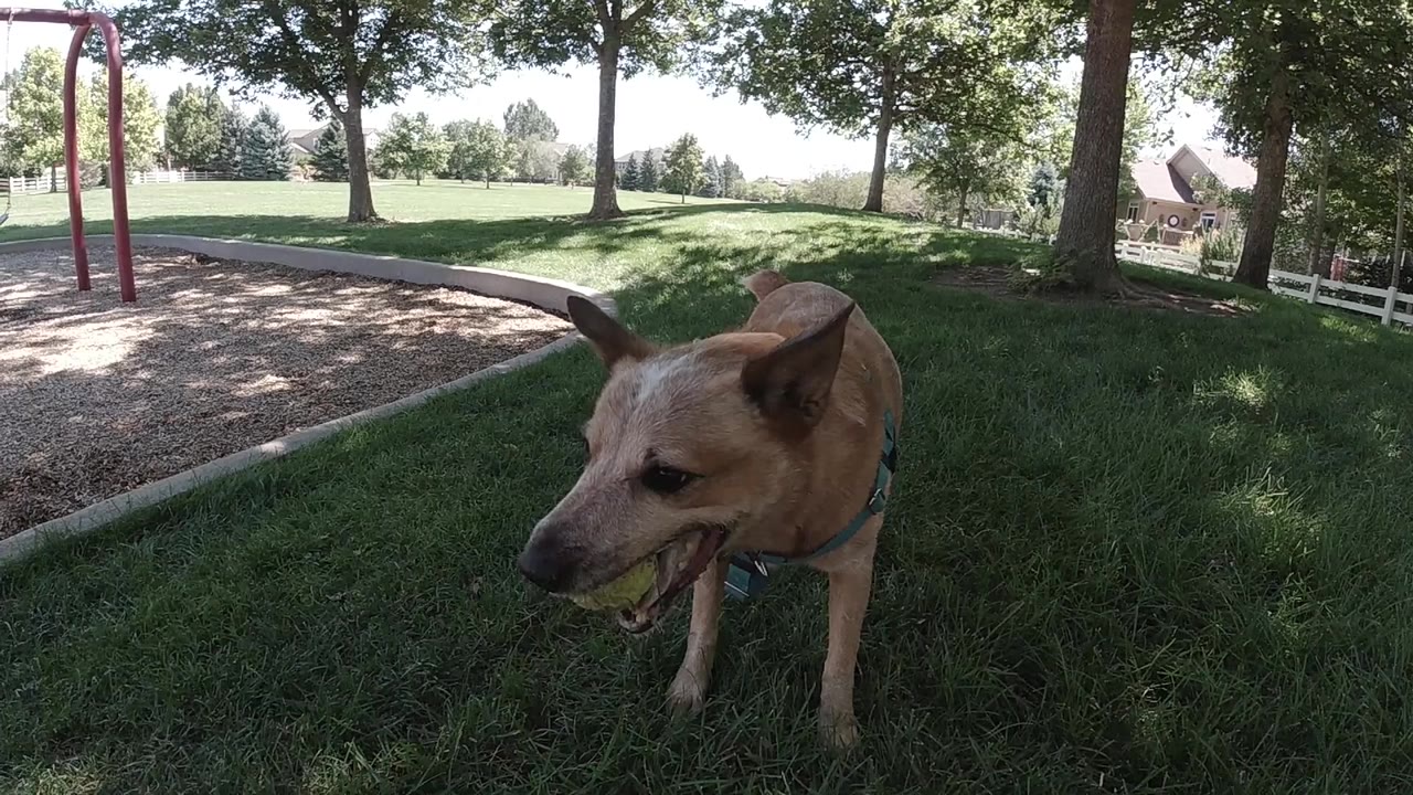 Tan dog standing in shaded grass near a playground.