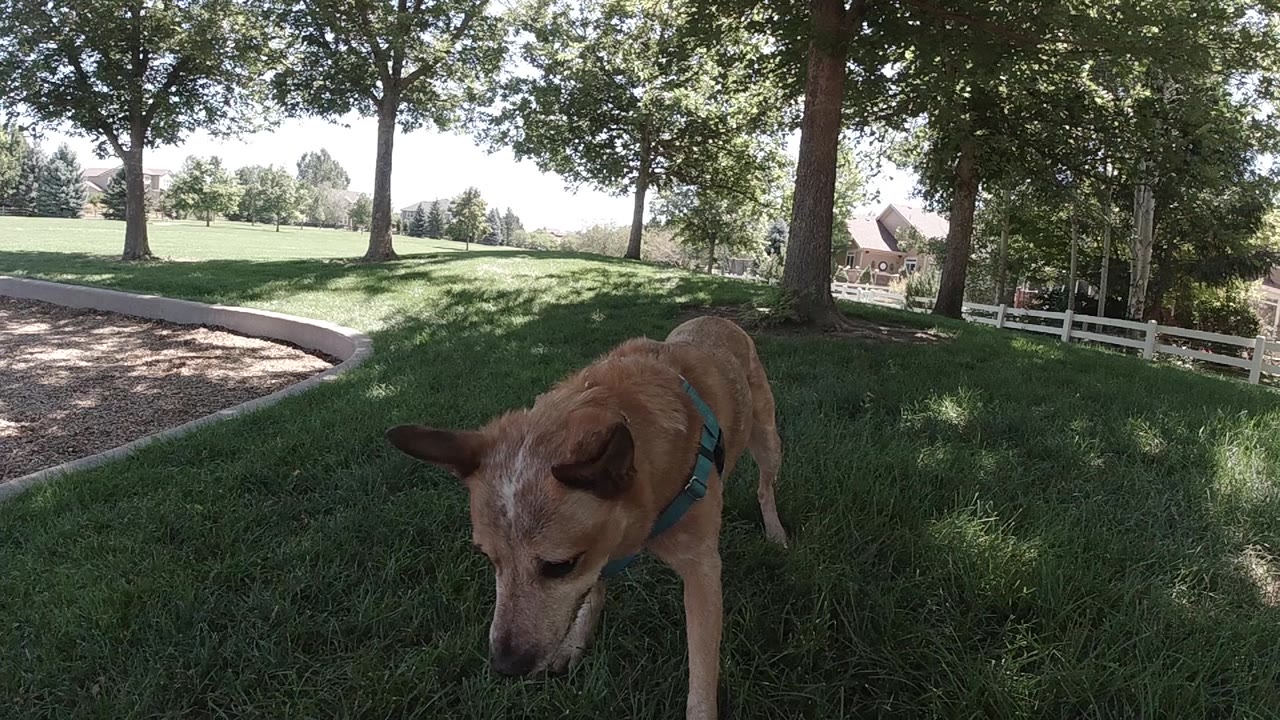 Brown dog in full stride with head lowered across a Colorado lawn, tree line and dirt path in background, no visible people